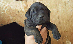 cane corso rustico cucciolo